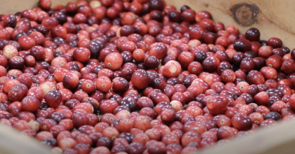 Climate Change Affects Cranberry Production